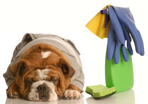 delta moving company - long distance moving vancouver - spring cleaning 